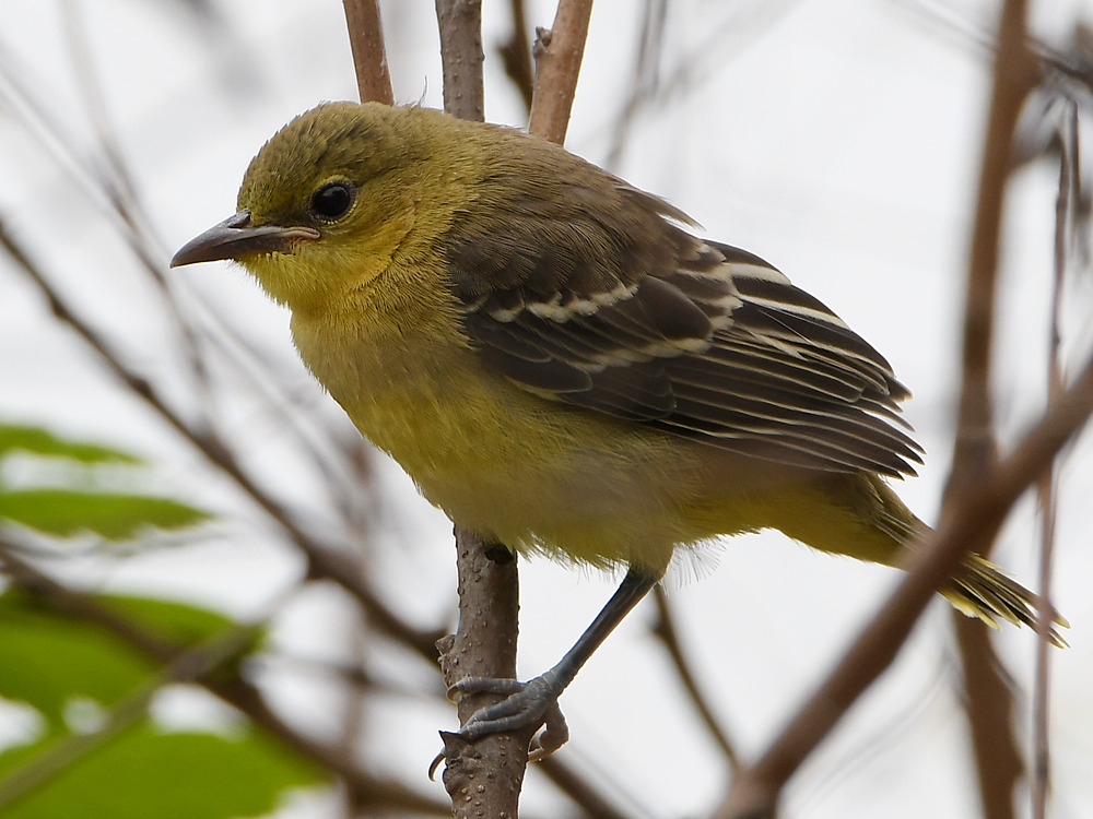 Oriole10.jpg