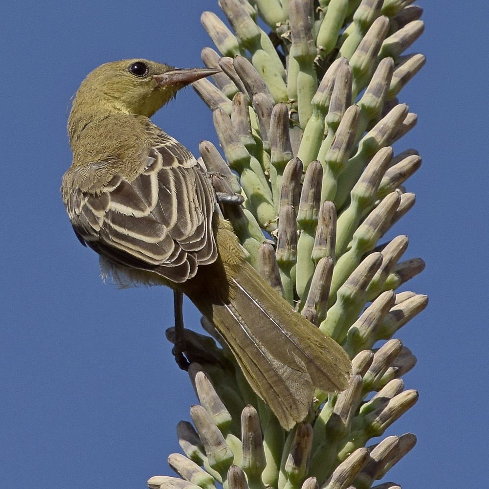 Oriole10.jpg