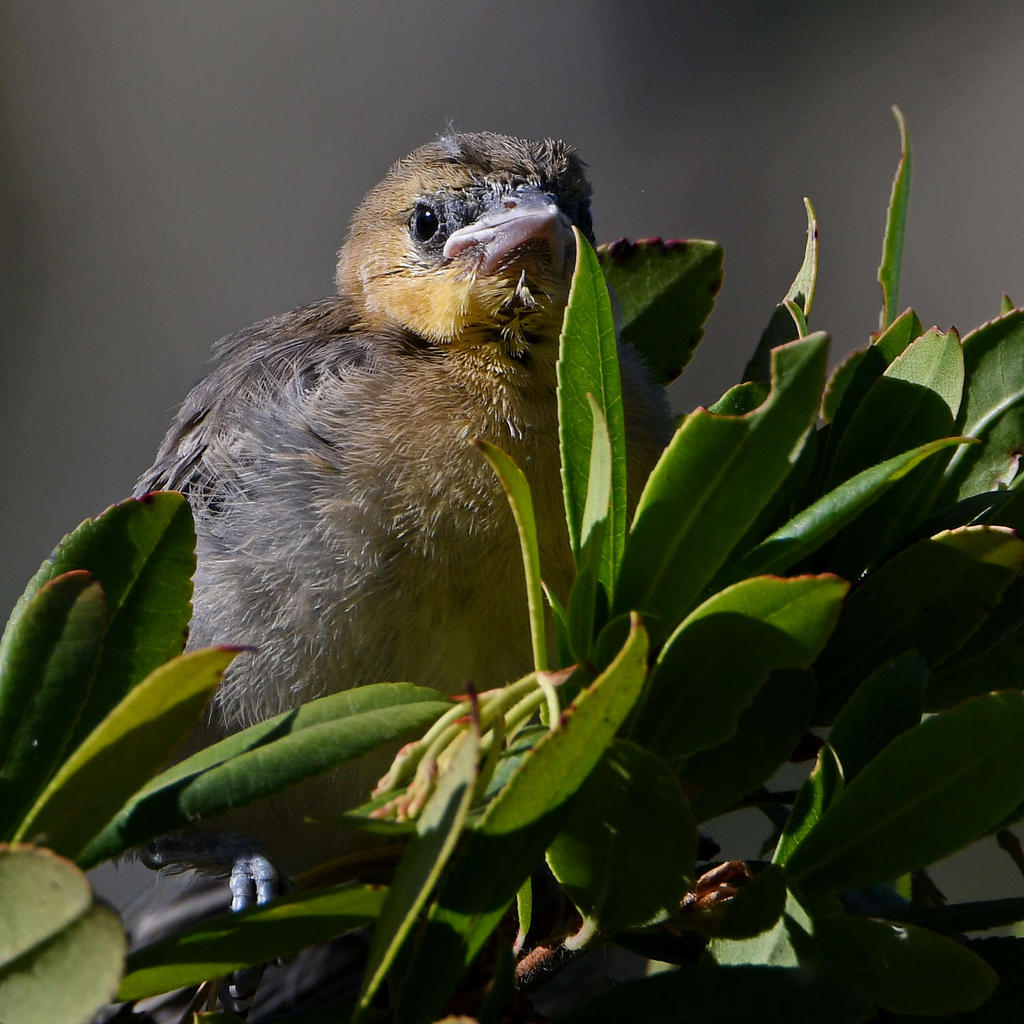 Oriole10.jpg