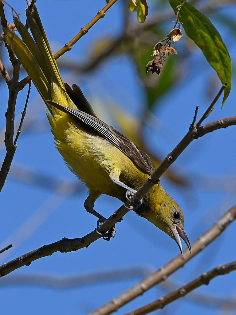 Oriole10.jpg