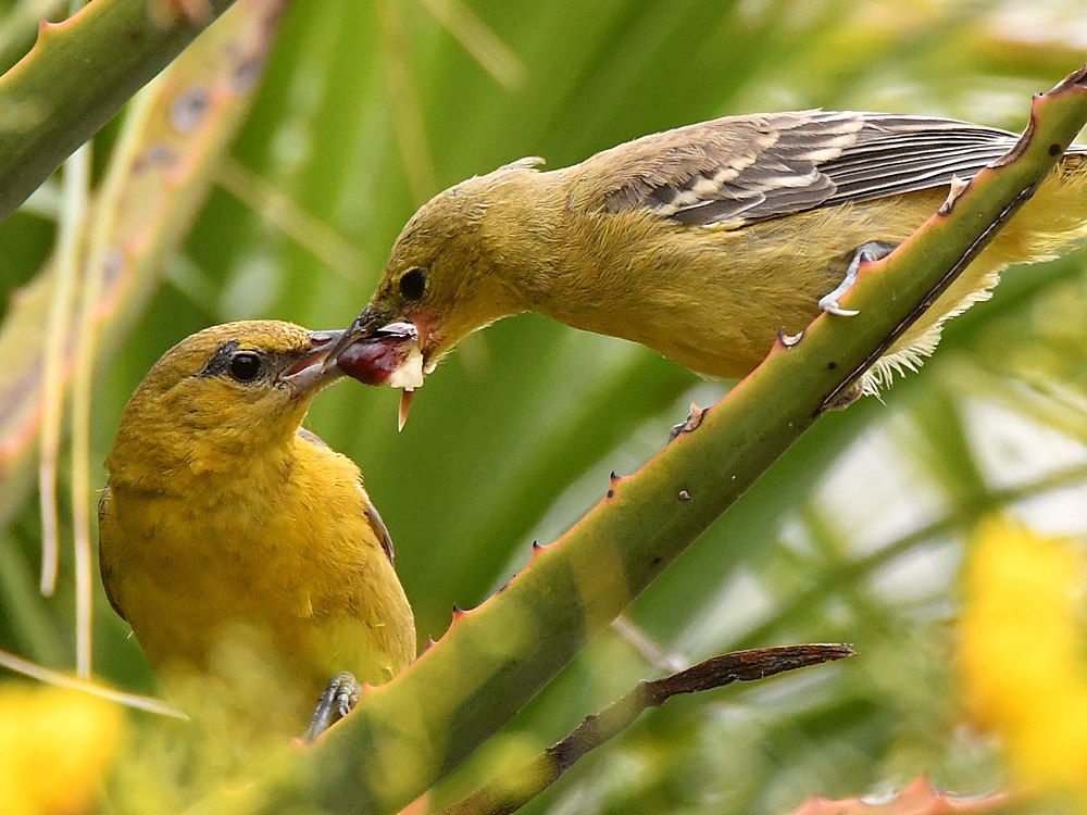 Oriole11.jpg