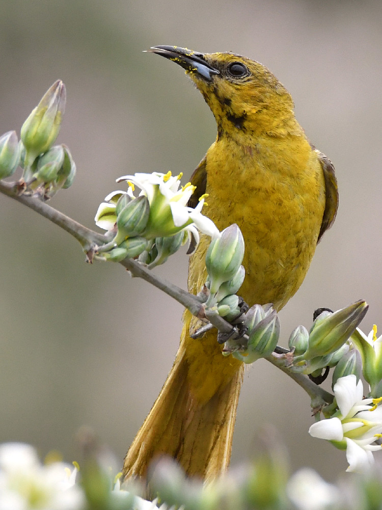 Oriole11.jpg