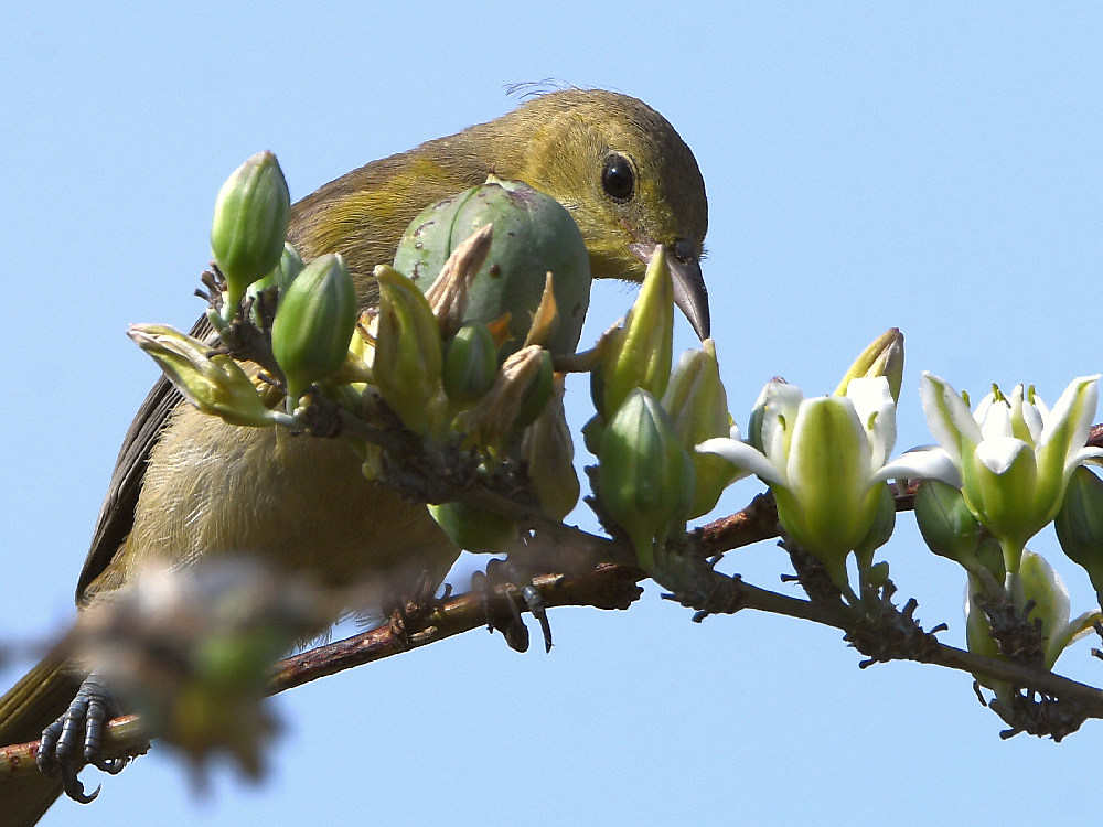 Oriole11.jpg