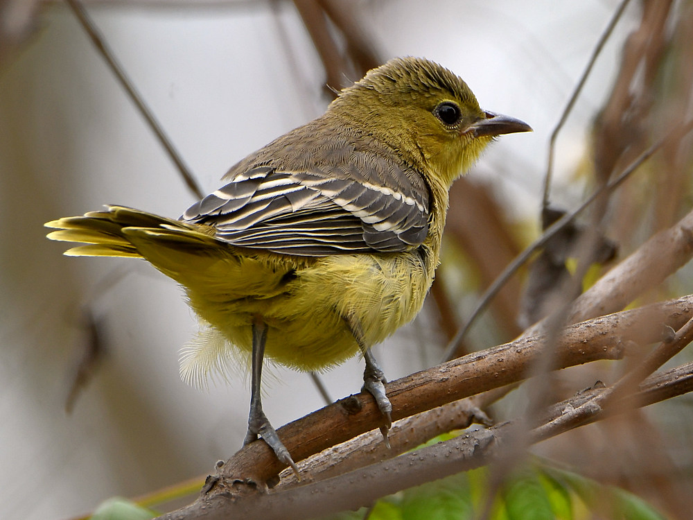 Oriole11.jpg
