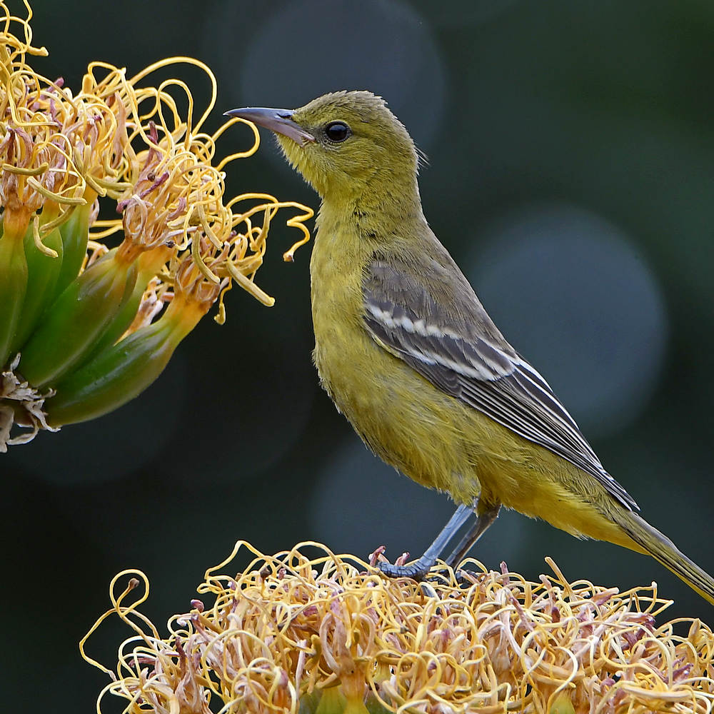 Oriole11.jpg
