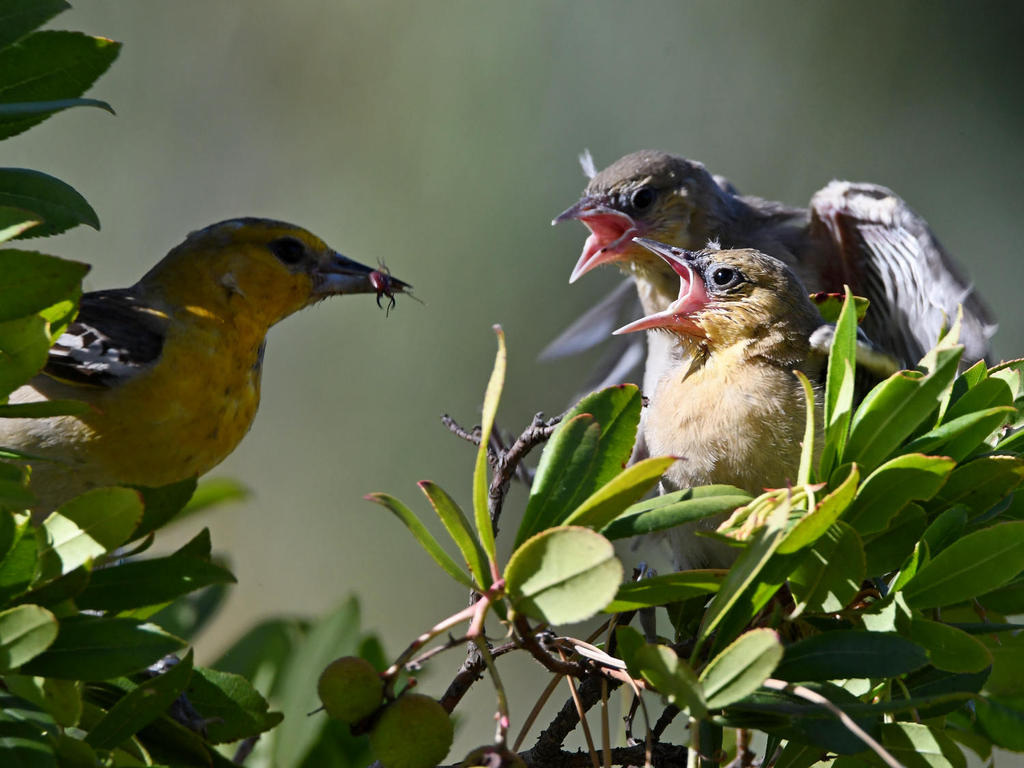 Oriole11.jpg