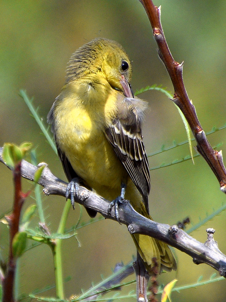Oriole12.jpg