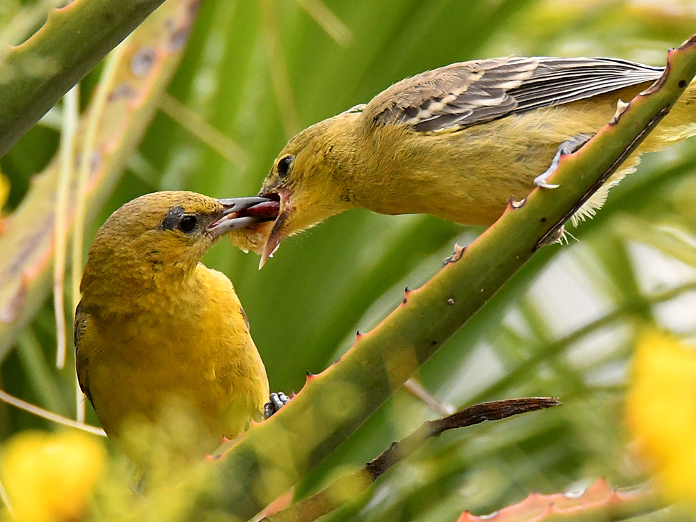 Oriole12.jpg