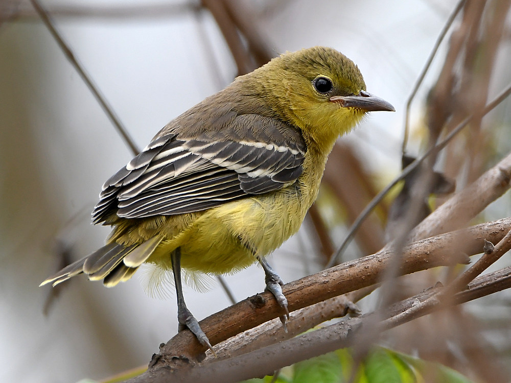Oriole12.jpg