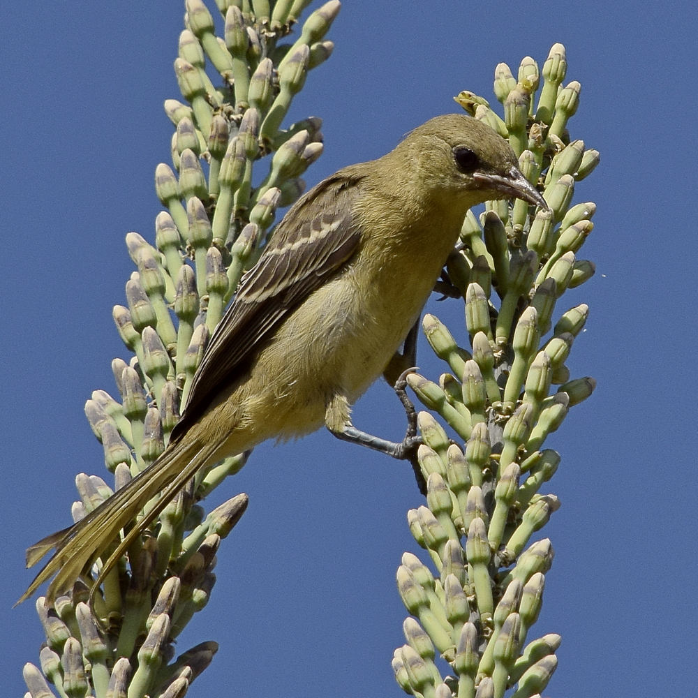 Oriole12.jpg