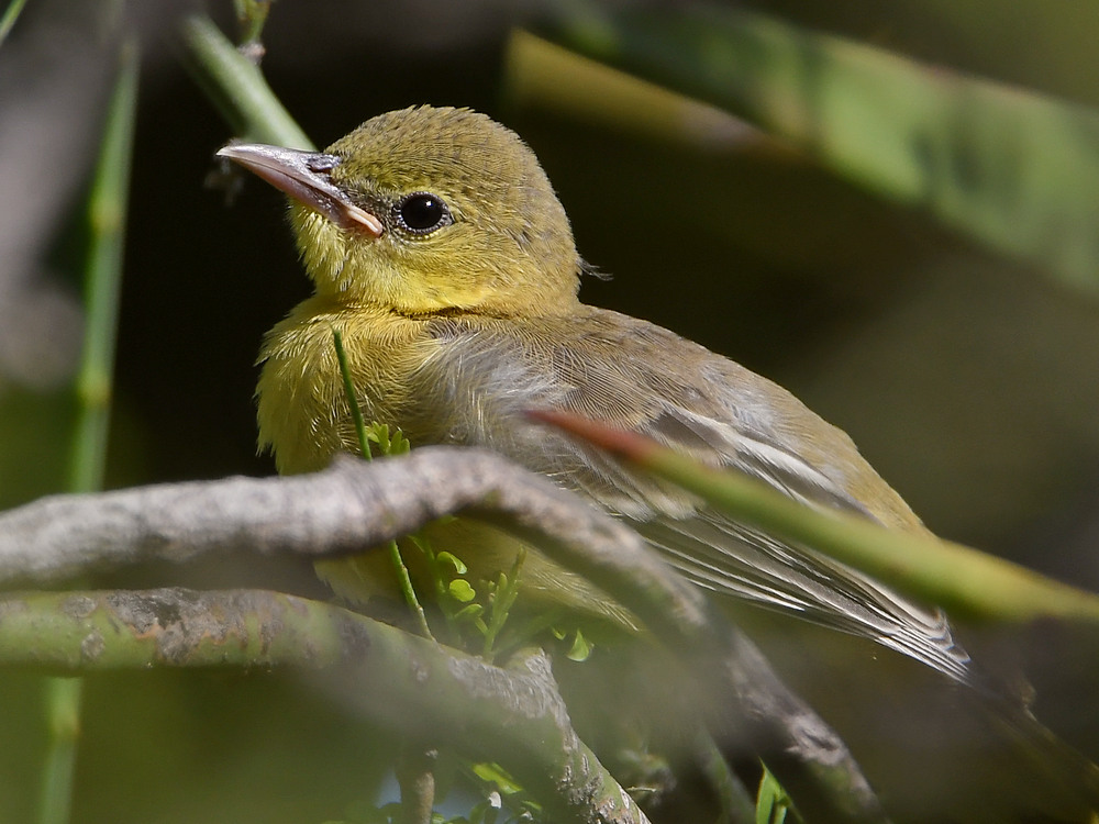 Oriole12.jpg