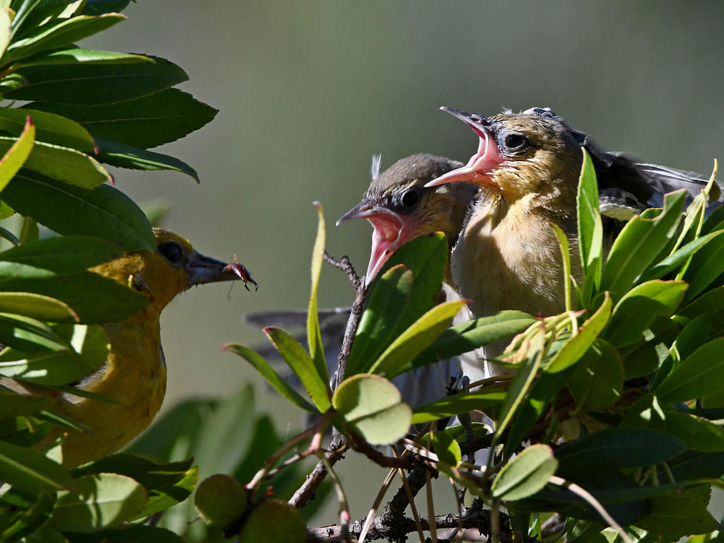 Oriole12.jpg