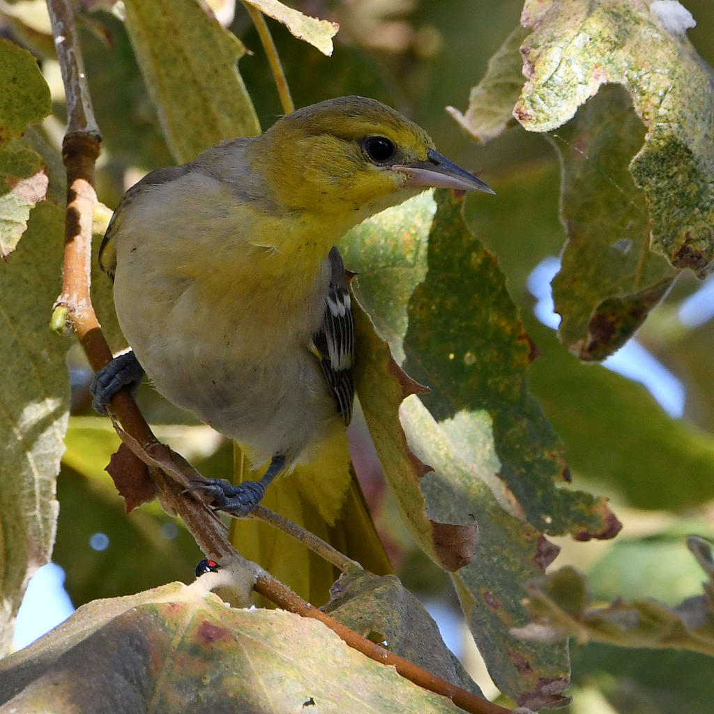 Oriole12.jpg