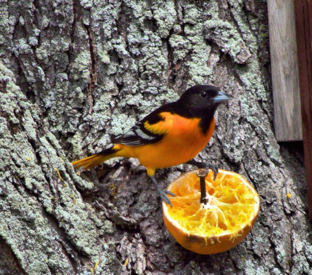 oriole1200.jpg