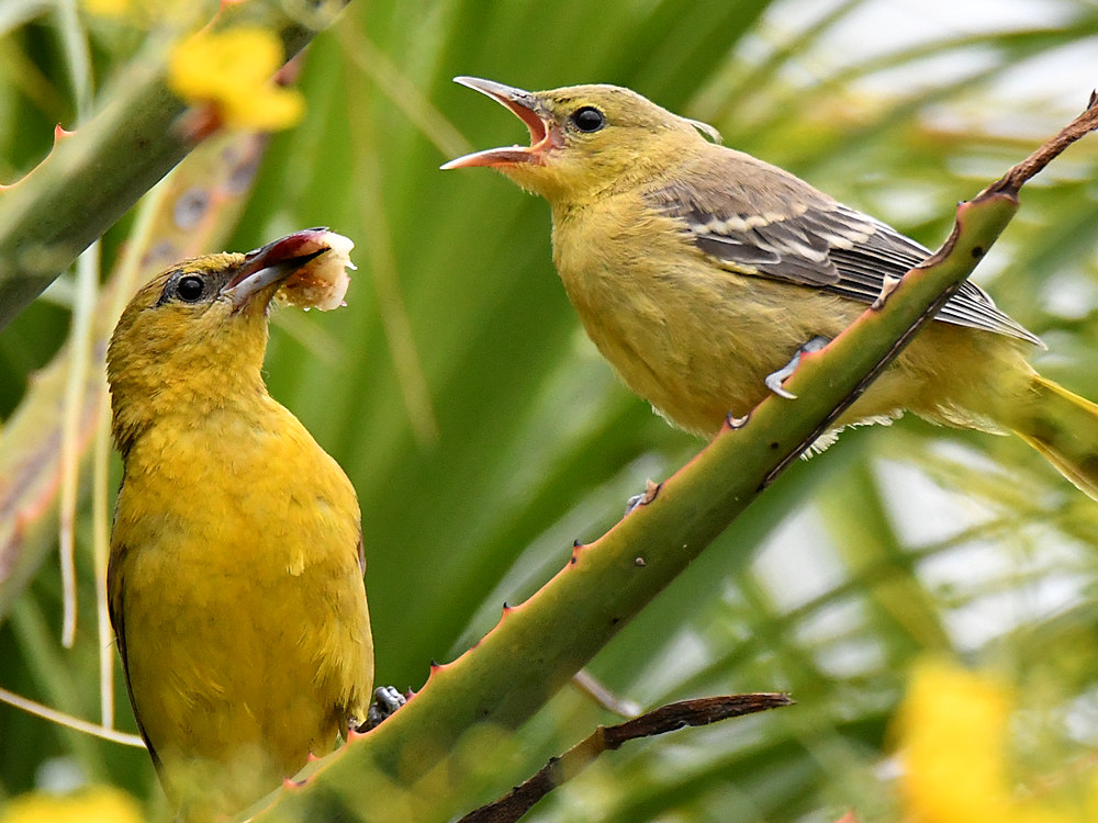 Oriole13.jpg