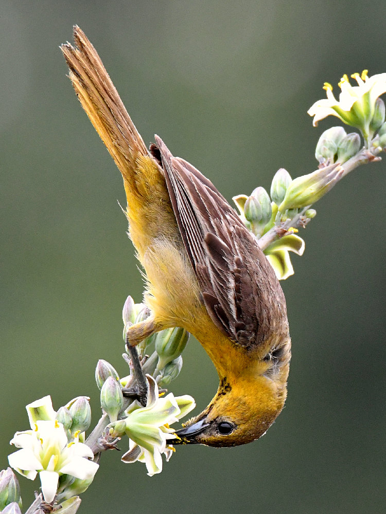 Oriole13.jpg