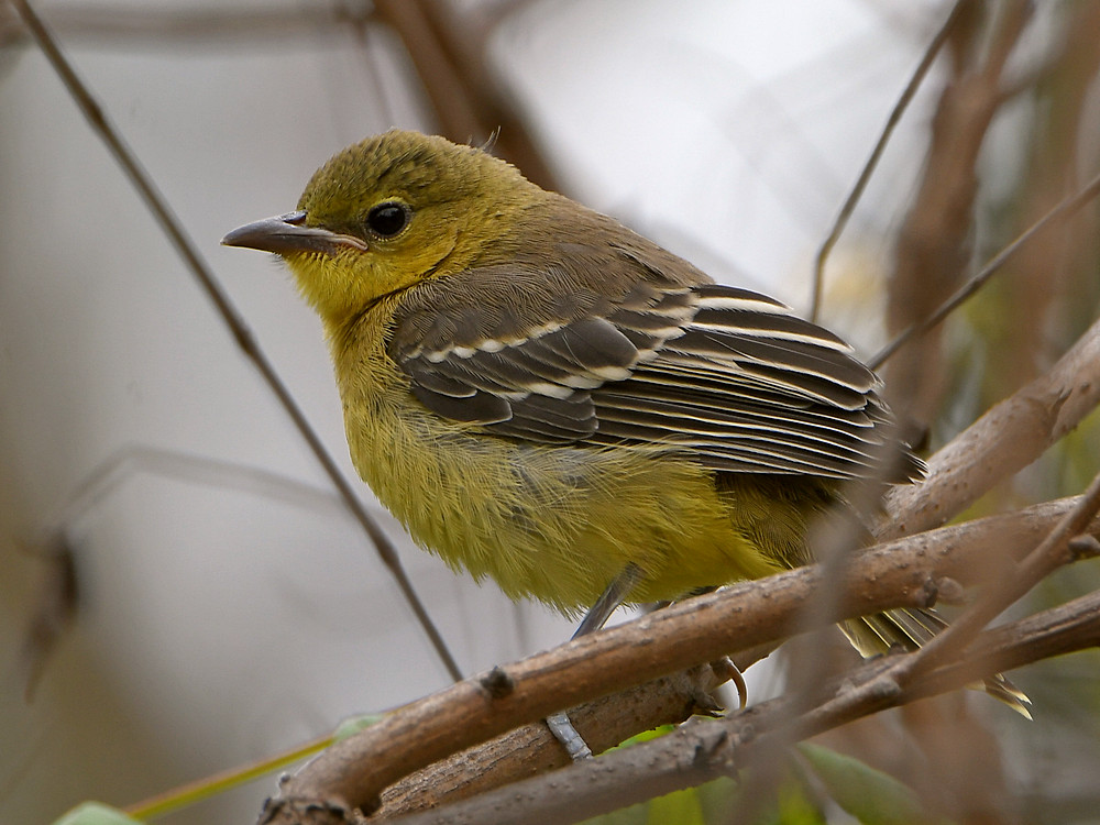 Oriole13.jpg