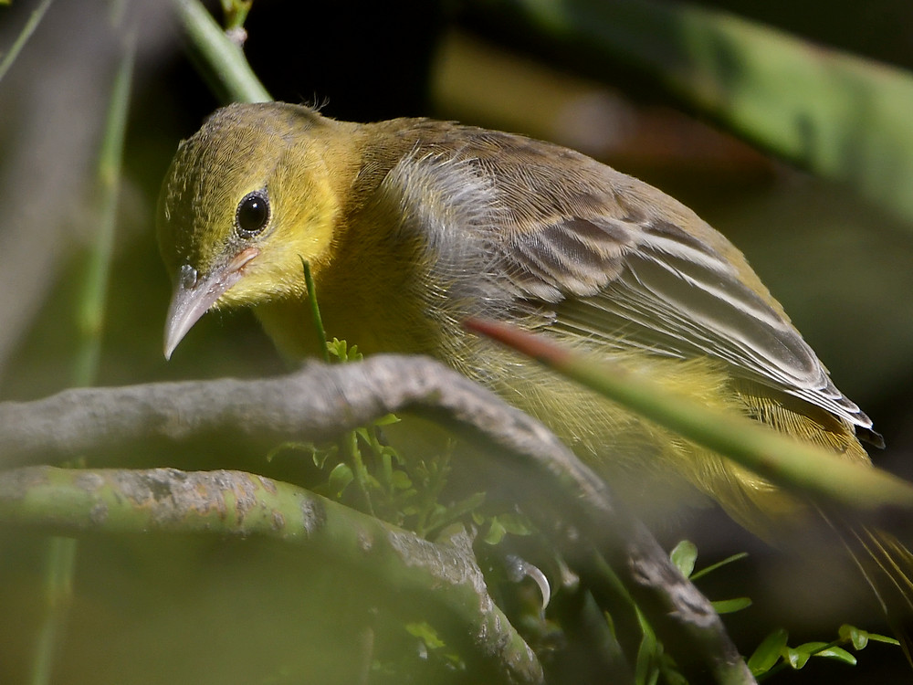 Oriole13.jpg