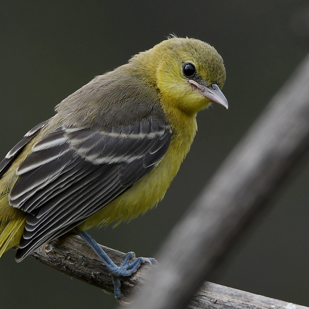 Oriole13.jpg