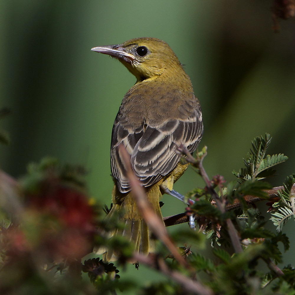 Oriole13.jpg