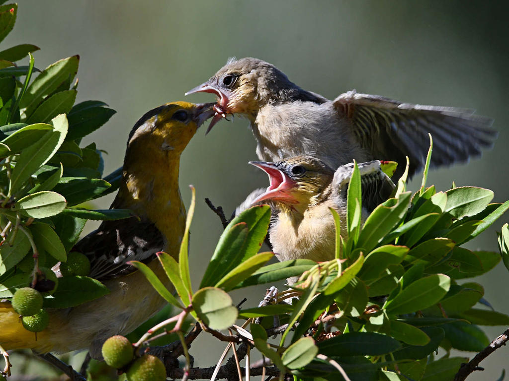 Oriole13.jpg
