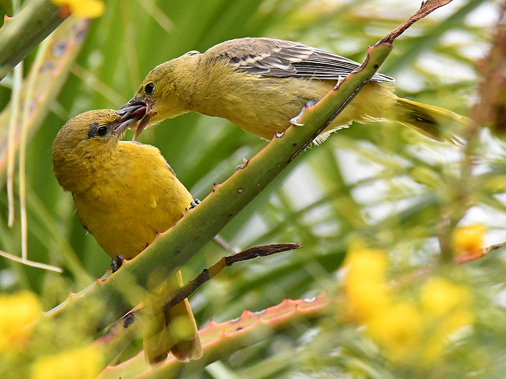 Oriole14.jpg