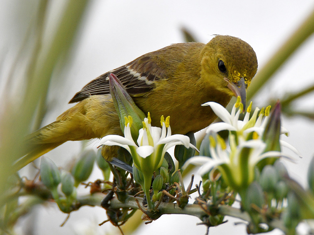 Oriole14.jpg