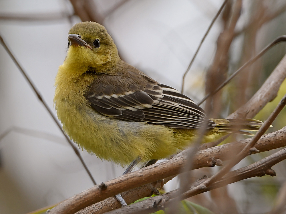 Oriole14.jpg