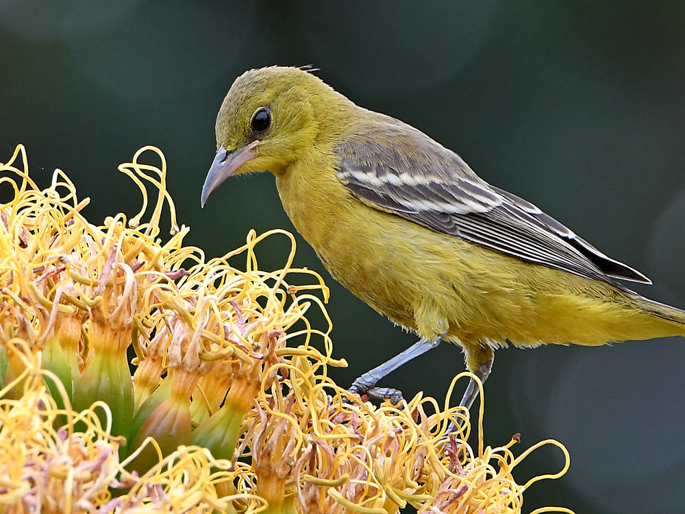 Oriole14.jpg
