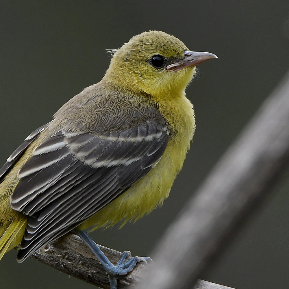 Oriole14.jpg