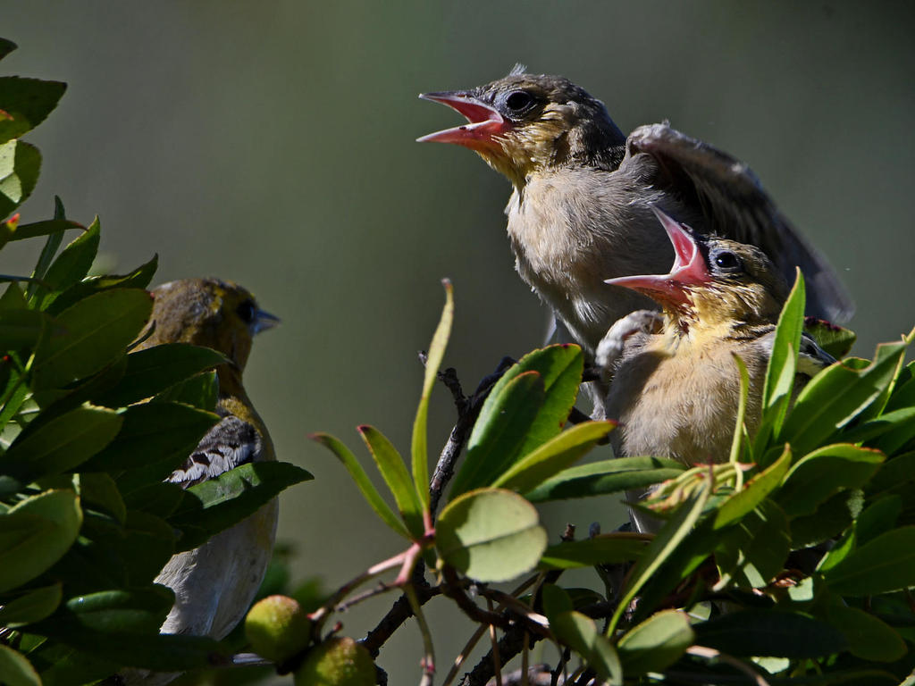 Oriole14.jpg