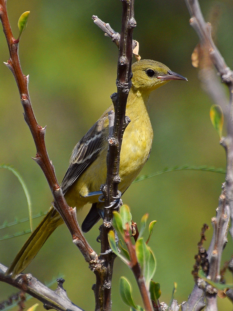 Oriole15.jpg