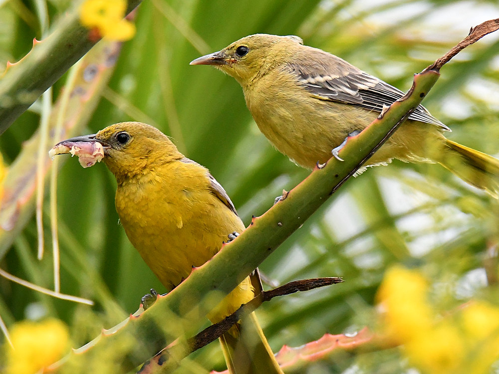 Oriole15.jpg