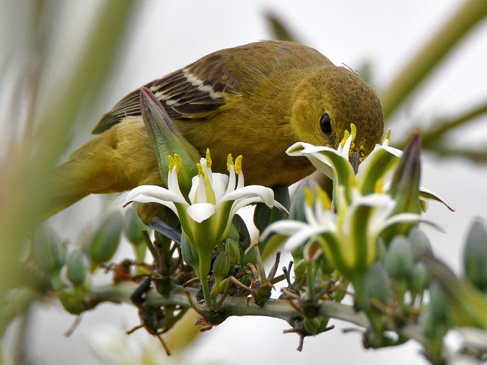 Oriole15.jpg