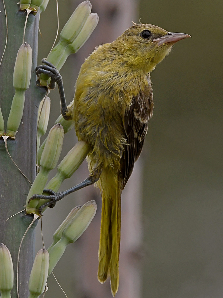 Oriole15.jpg