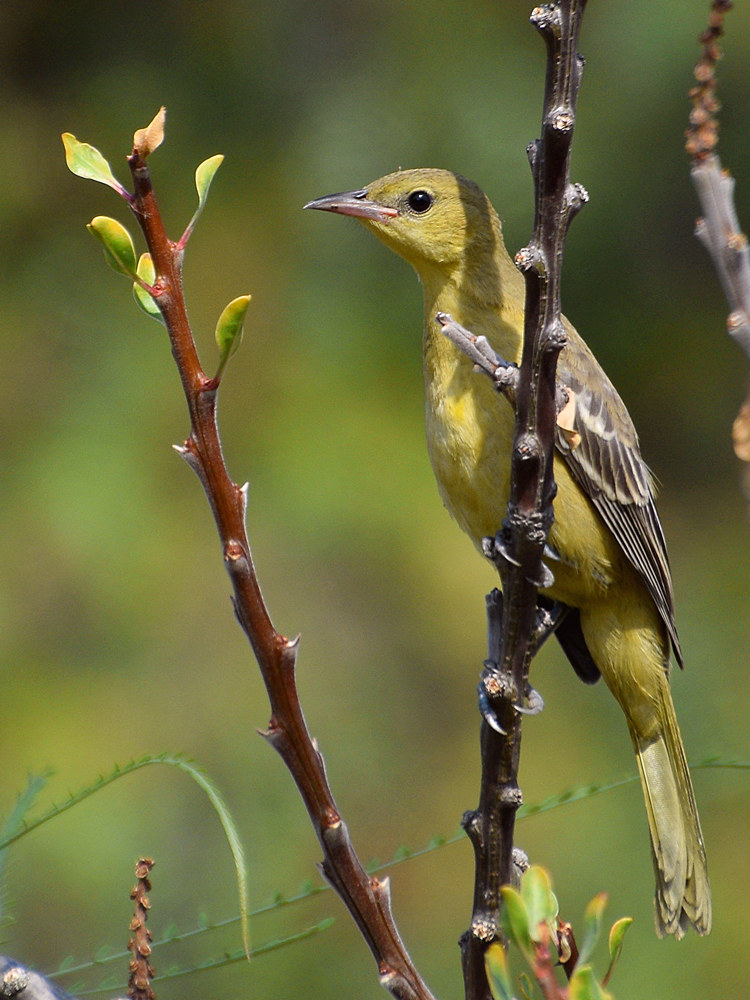 Oriole16.jpg
