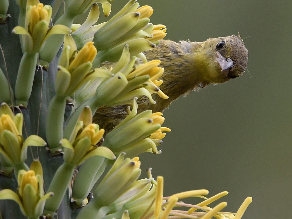 Oriole16.jpg