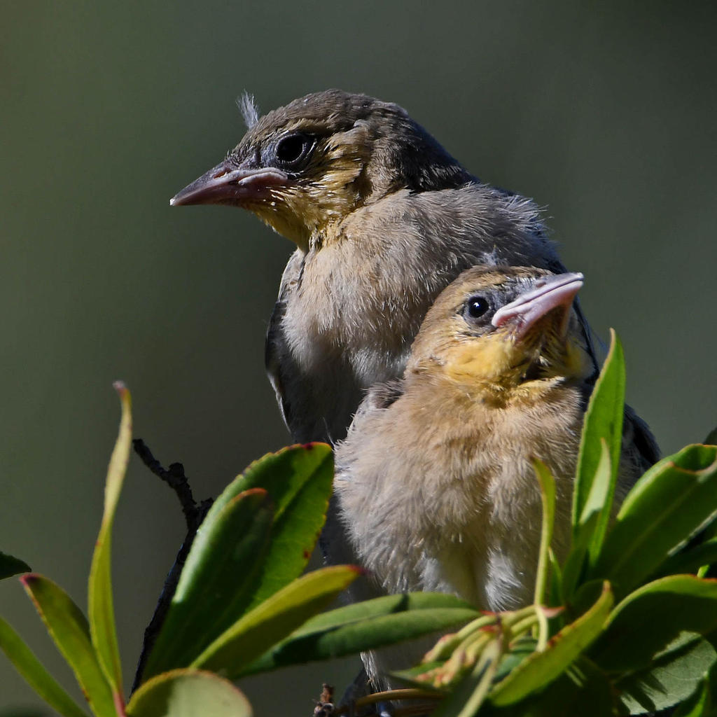 Oriole16.jpg