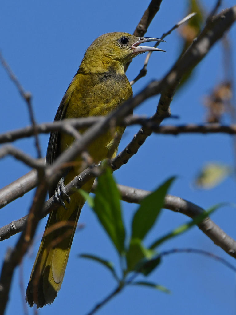 Oriole16.jpg