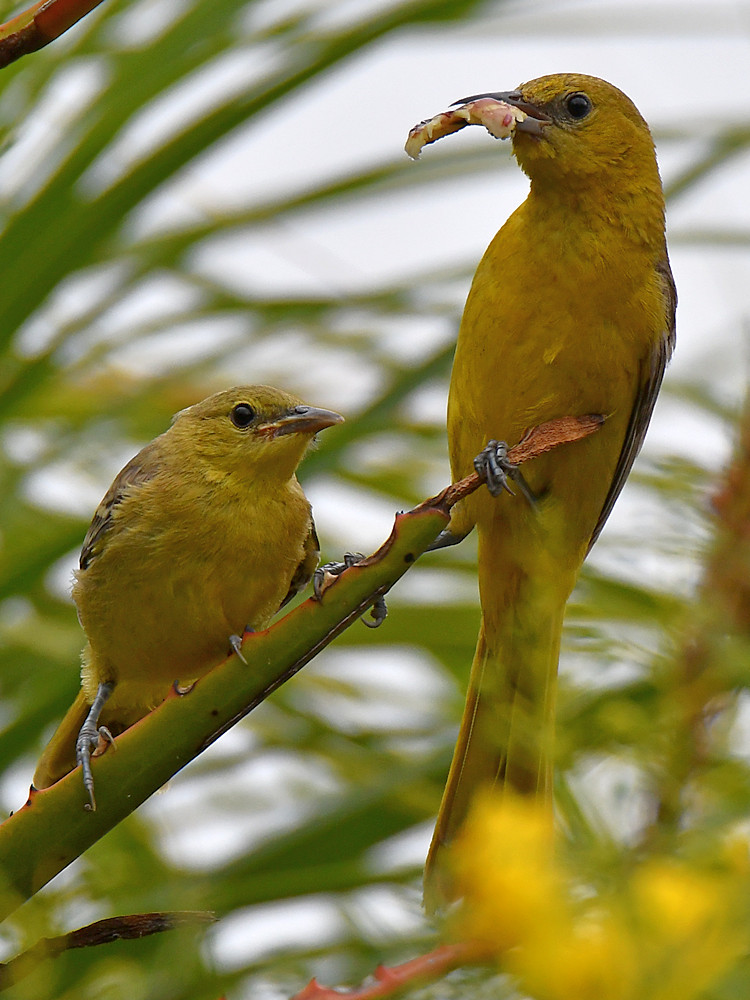 Oriole17.jpg