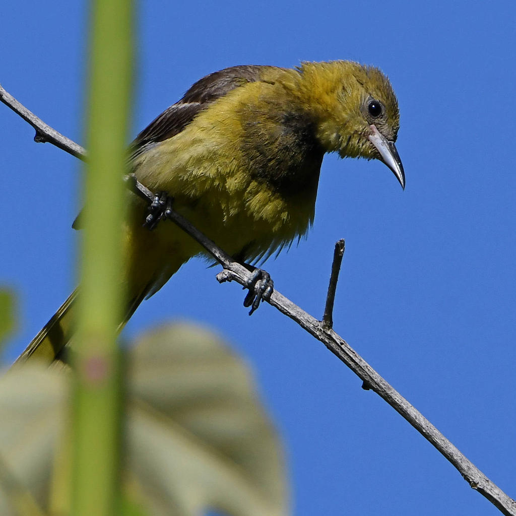 Oriole17.jpg