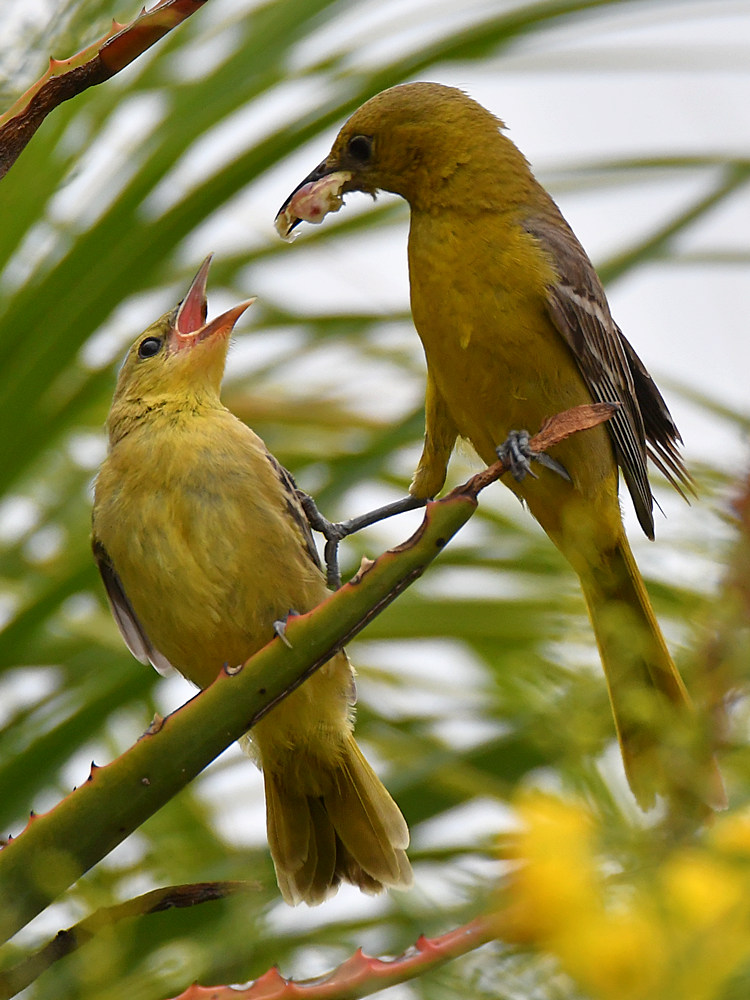 Oriole18.jpg