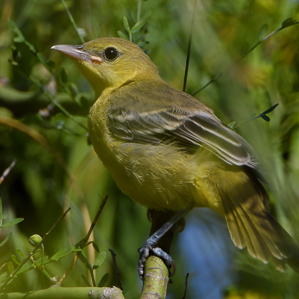 Oriole18.jpg