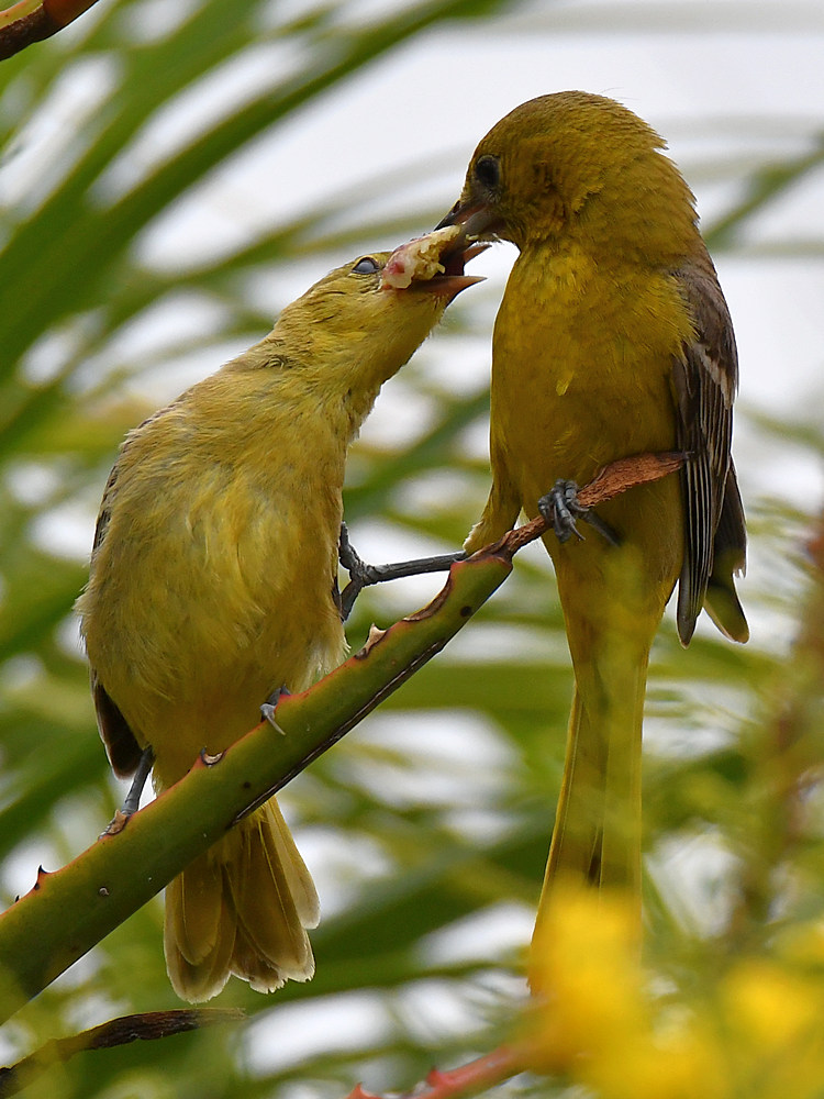 Oriole19.jpg