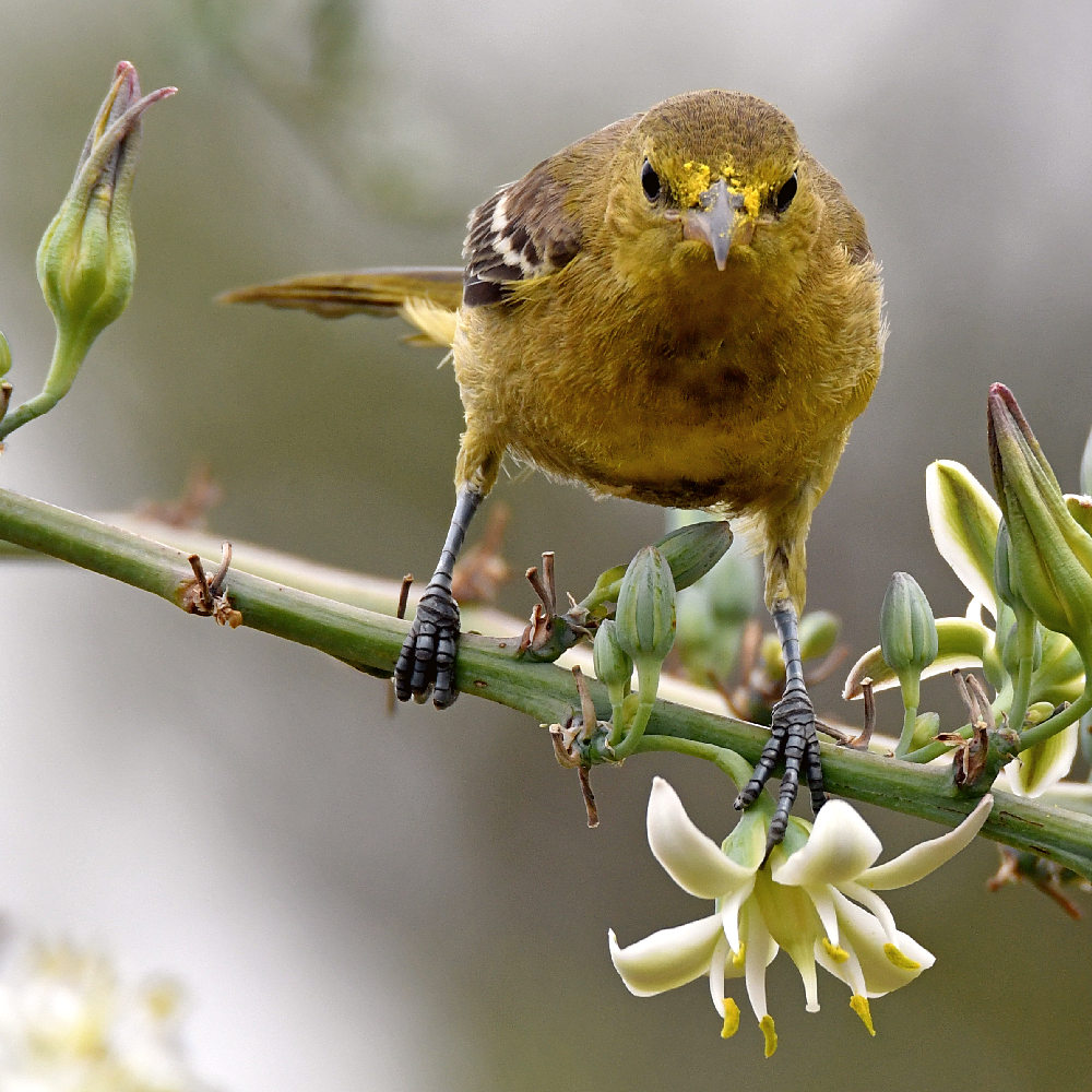Oriole19.jpg