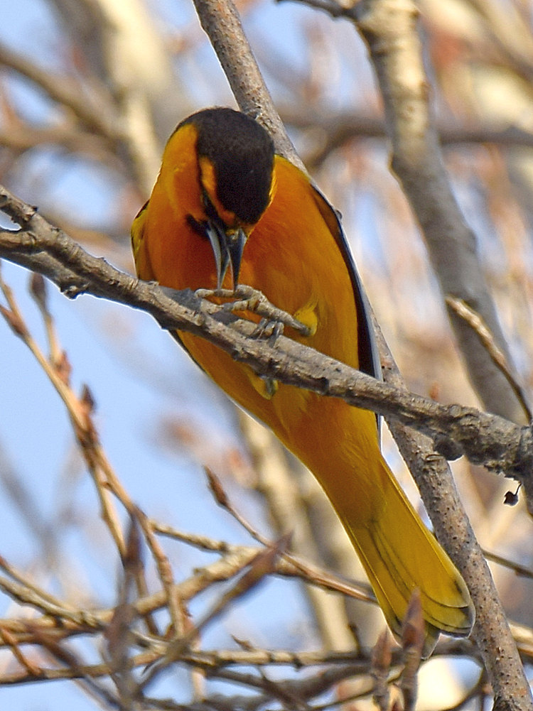 Oriole2.jpg