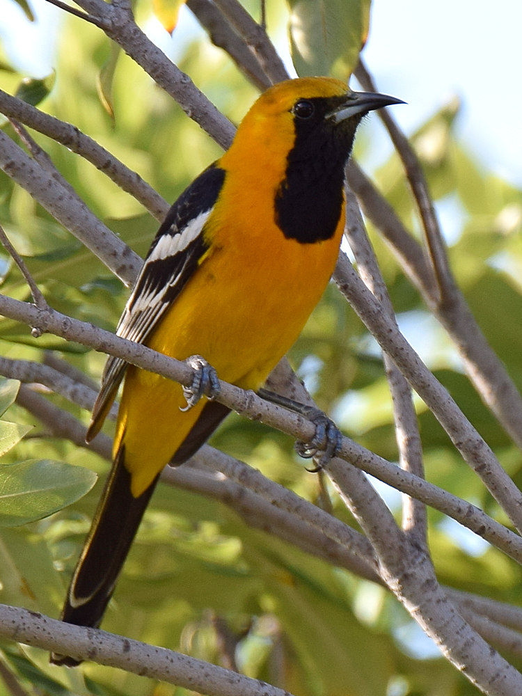 Oriole2.jpg