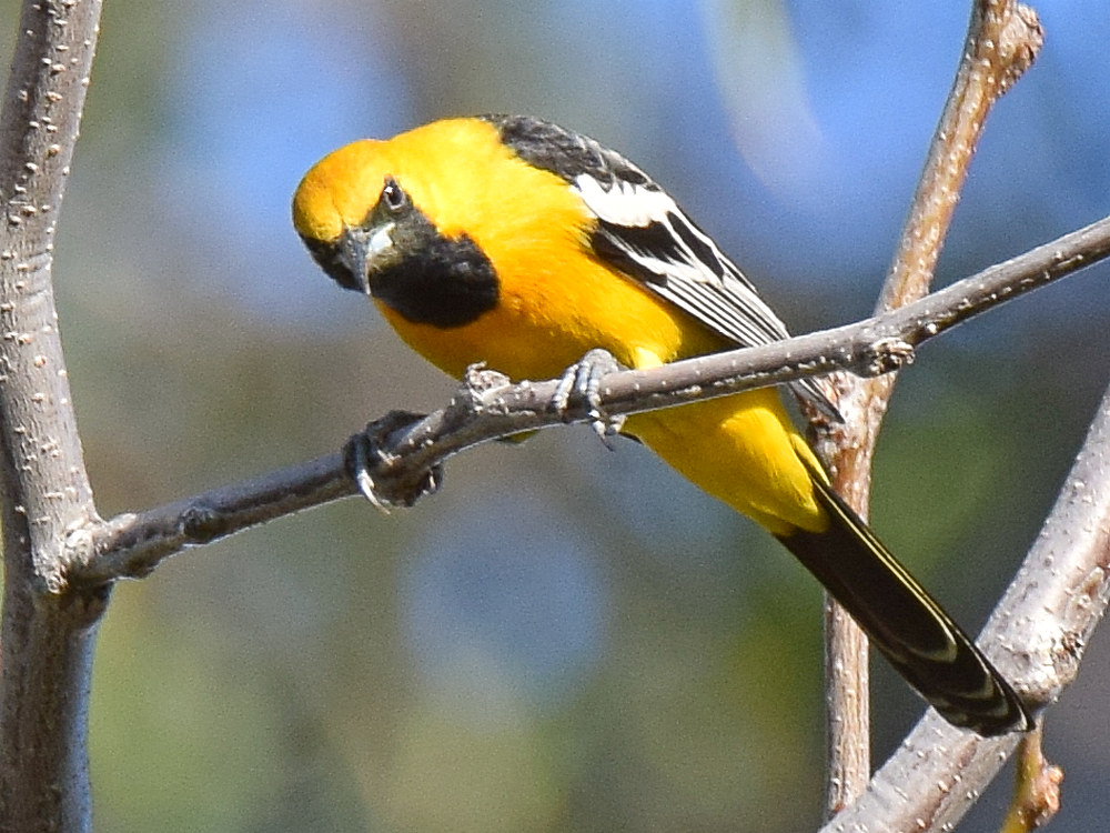 Oriole2.jpg