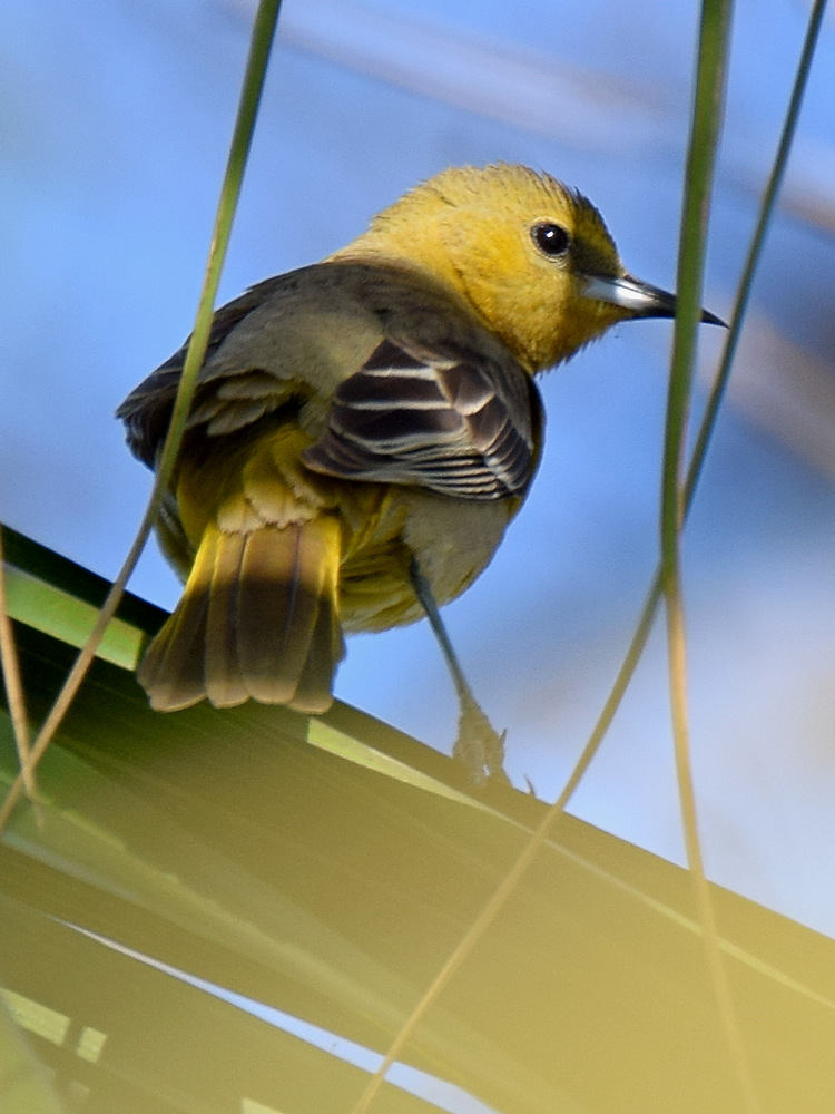 Oriole2.jpg