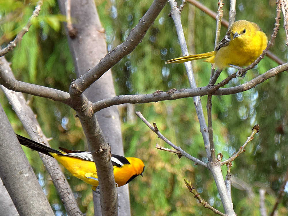 Oriole2.jpg